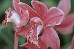 orchideenzucht